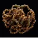 10 Raw Green BAROQUE Baltic amber teething bracelets 14cm