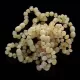 10 Milky BAROQUE Baltic amber teething bracelets 14cm