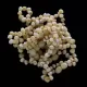 10 Milky BAROQUE Baltic amber teething bracelets 14cm