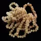 10 Raw Butter BAROQUE Baltic amber teething bracelets 14cm