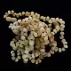 10 Raw Butter BAROQUE Baltic amber teething bracelets 14cm