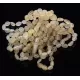 10 Raw Lemon BEANS Baltic amber adult bracelets 19cm