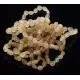 10 Raw Honey BEANS Baltic amber adult bracelets 19cm