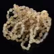 10 Raw Honey BEANS Baltic amber adult bracelets 19cm