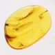 Gnats Insects in Baltic Amber Fossil Specimen