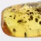 Baltic amber pendulum pendant w insect inclusion