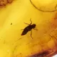 Nymph Insect in Baltic Amber Fossil Specimen