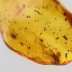 Gnats Insects in Baltic Amber Fossil Specimen