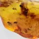Gnat Insect in Baltic Amber Fossil Specimen