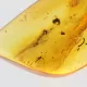 Gnat Insect in Baltic Amber Fossil Specimen