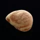 Raw Rough Genuine Baltic amber Drop Fossil Stone