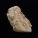 Raw Rough Genuine Baltic amber Fossil Stone