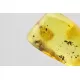 Gnat Insect in Baltic Amber Fossil Specimen