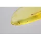Gnat Insect in Baltic Amber Fossil Specimen