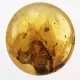 Diptera Insect in Baltic Amber Fossil Specimen