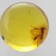 Gnat Insect in Baltic Amber Ball Fossil Specimen