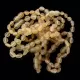 10 Raw Honey BEANS Baltic amber teething bracelets 14cm