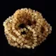 10 Raw Honey Baltic Amber Anklets 25cm