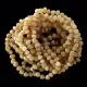 10 Butter Baltic Amber Anklets Bracelets 25cm