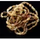 10 Raw Mix BEANS Baltic amber adult bracelets 18cm