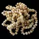 10 Raw Butter BAROQUE Baltic amber teething bracelets 14cm