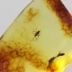 Fly Insect in Baltic Amber Fossil Specimen