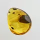 Beetle Insect in Baltic Amber Fossil Specimen