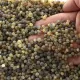 Raw Green Natural BAROQUE Baltic amber holed loose beads