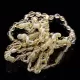 10 Lemon BEANS Baltic amber teething bracelets 14cm
