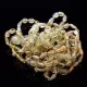 10 Lemon BEANS Baltic amber teething Baby bracelets 14cm
