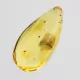 Gnat Insect in Baltic Amber Fossil Specimen