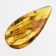 Diptera Insect in Baltic Amber Fossil Specimen