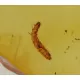 Rare MYRIAPODA in genuine Baltic amber fossil stone