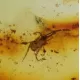 Rare fossil insect in genuine Baltic amber stone