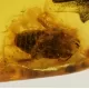Genuine Baltic amber fossil stone with large cockroach