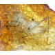 CRICKET in genuine Baltic amber fossil stone