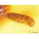 Myriapoda in genuine Baltic amber fossil stone
