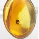 Baltic amber silver ring w fossil insect inclusion