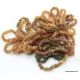 26 Raw NUGGETS Baltic amber adult strech bracelets