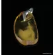 Baltic amber CARVED pendant